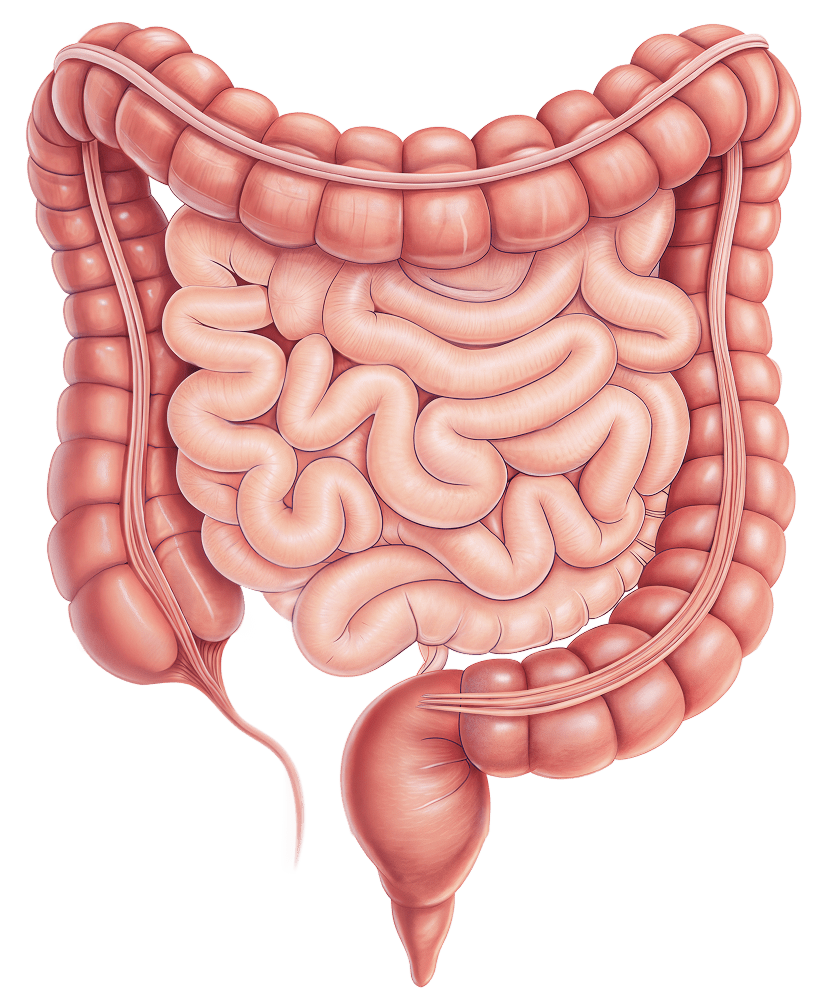 intestines